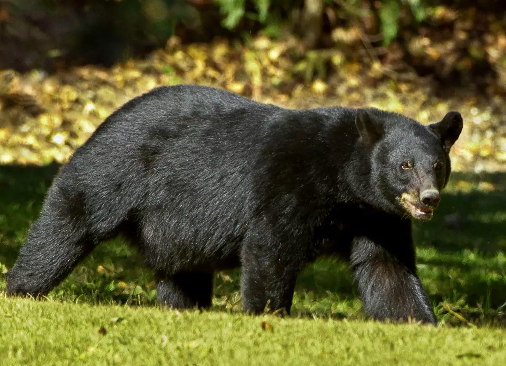 A Louisiana black bear in a field.