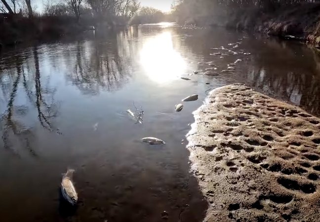 Dead fish in the Nishnabotna River.