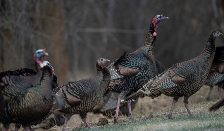 States Continue to Cut Turkey Hunting Opportunities Amid Population Declines