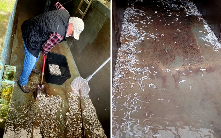 Dead salmon fry at a fish hatchery in Oregon.