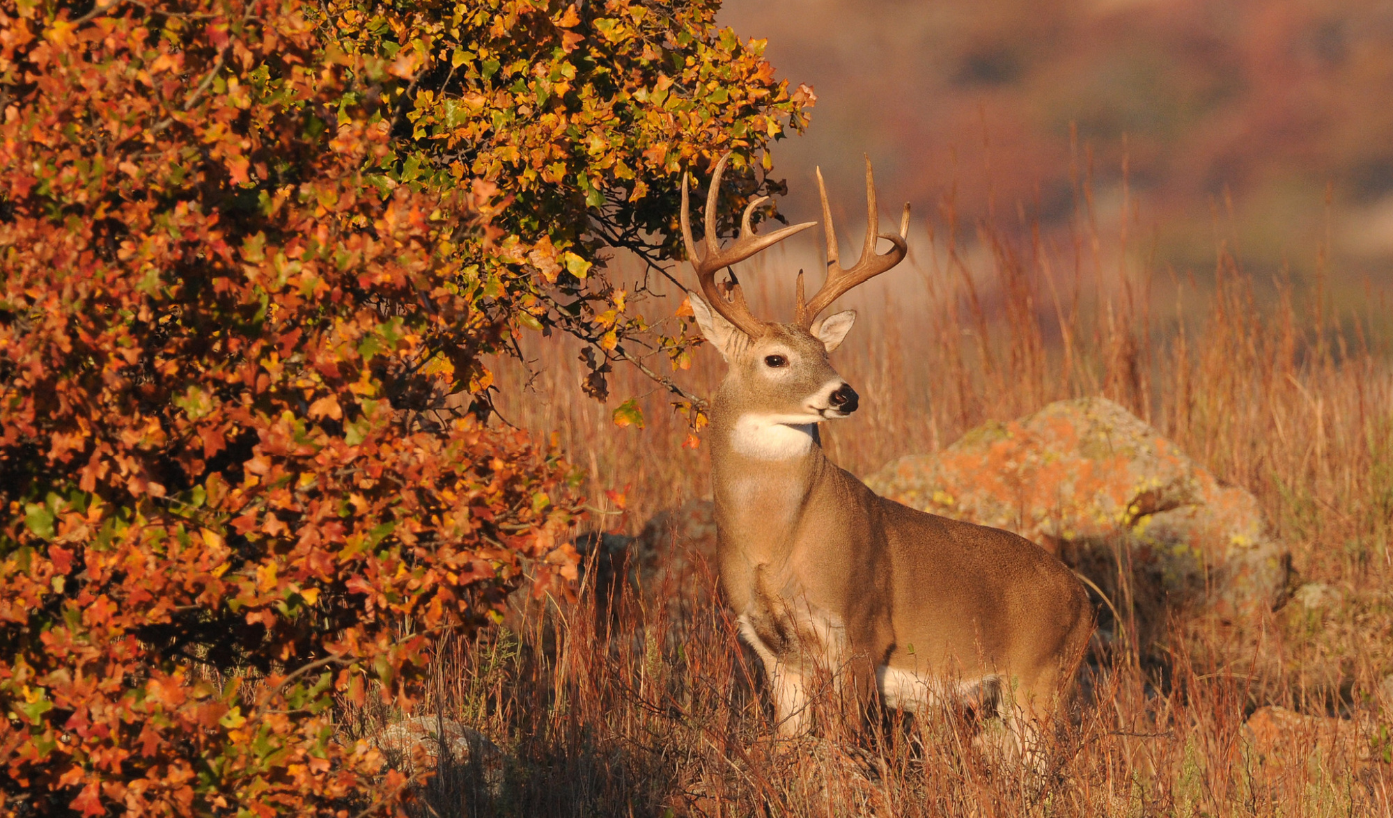 A whitetail buck stands near a bush.