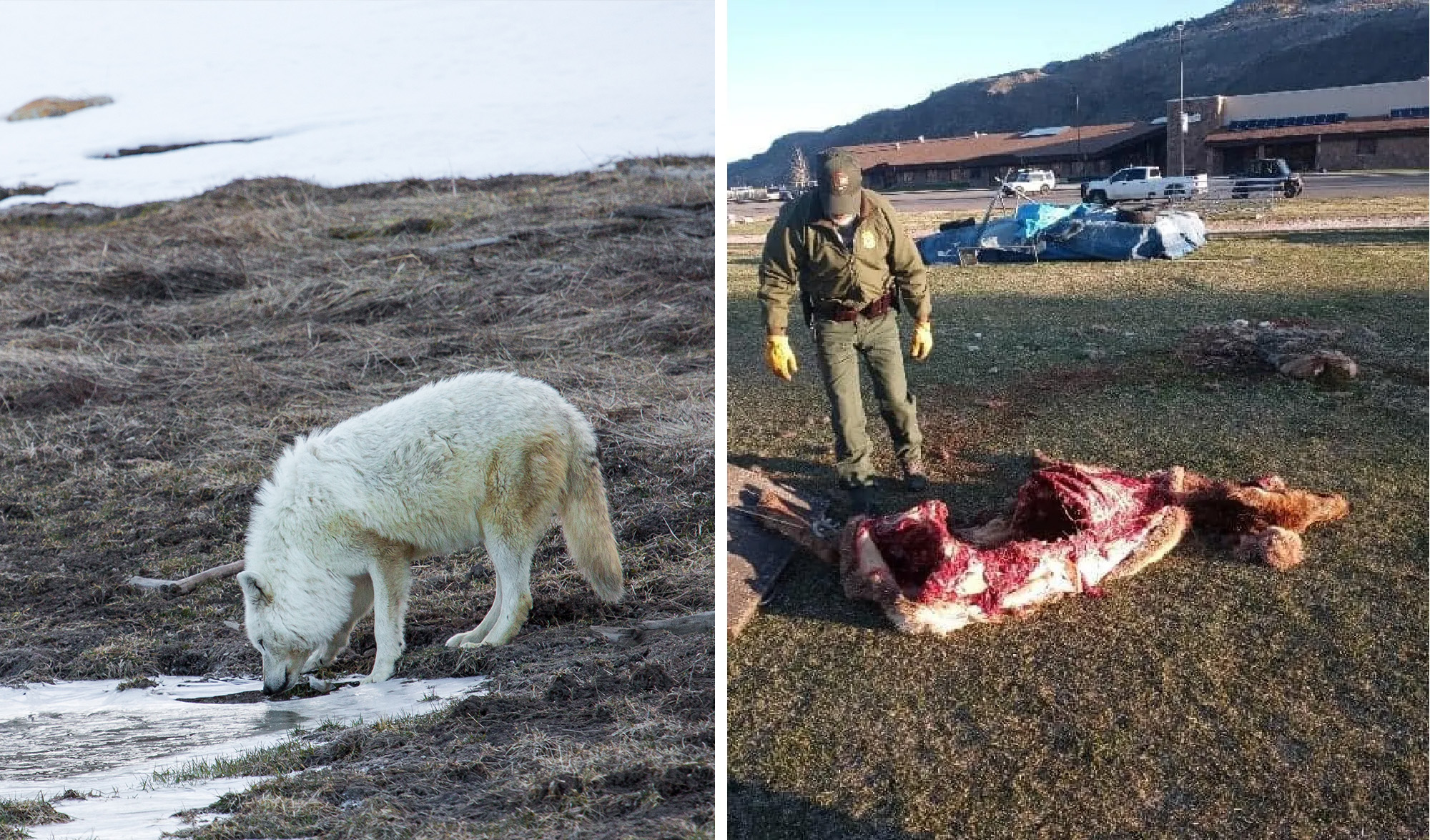 Yellowstone Wolves Kill Elk, Drag Carcass onto High School Football Field