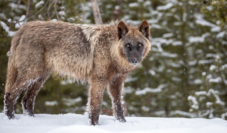 A wolf stands in a snowy forest.