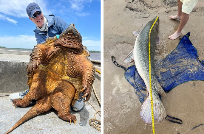 A man holds a 200-pound alligator snapping turtle and measures a giant gar.