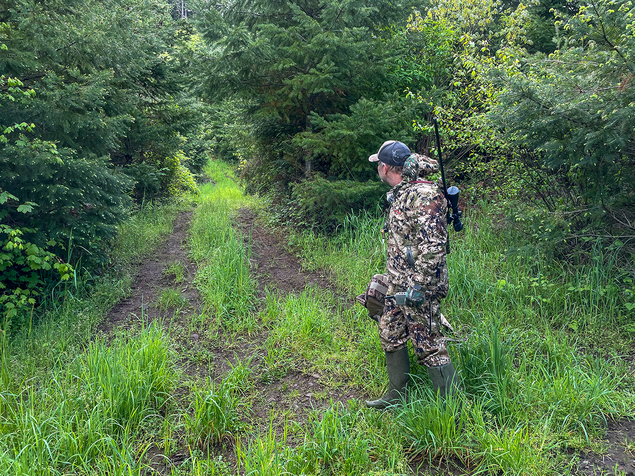 mountain lion hunting