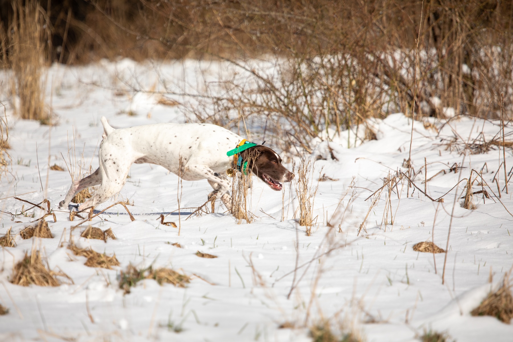 A GSP points in a snowy field.