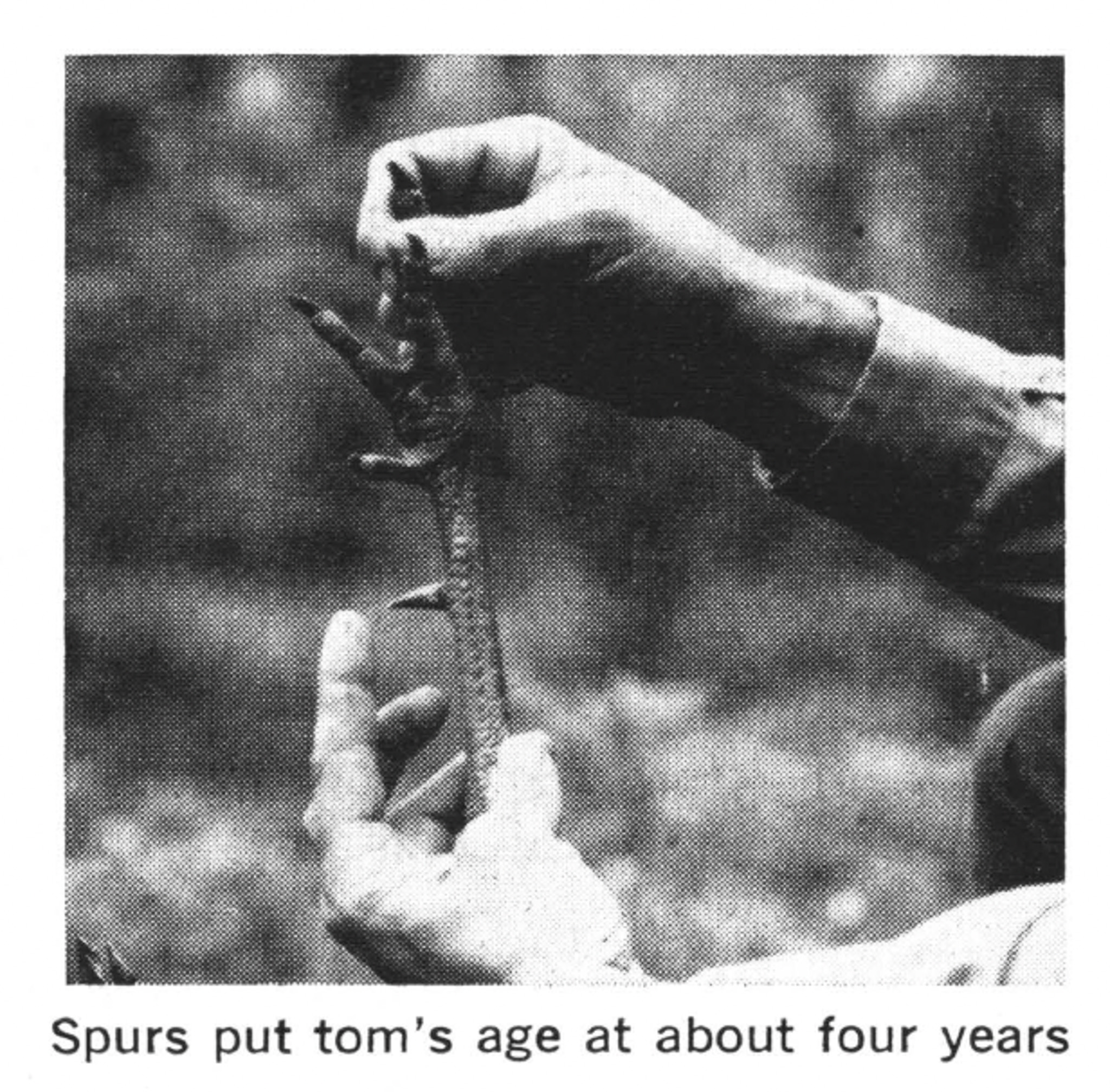 Spurs on a turkey leg