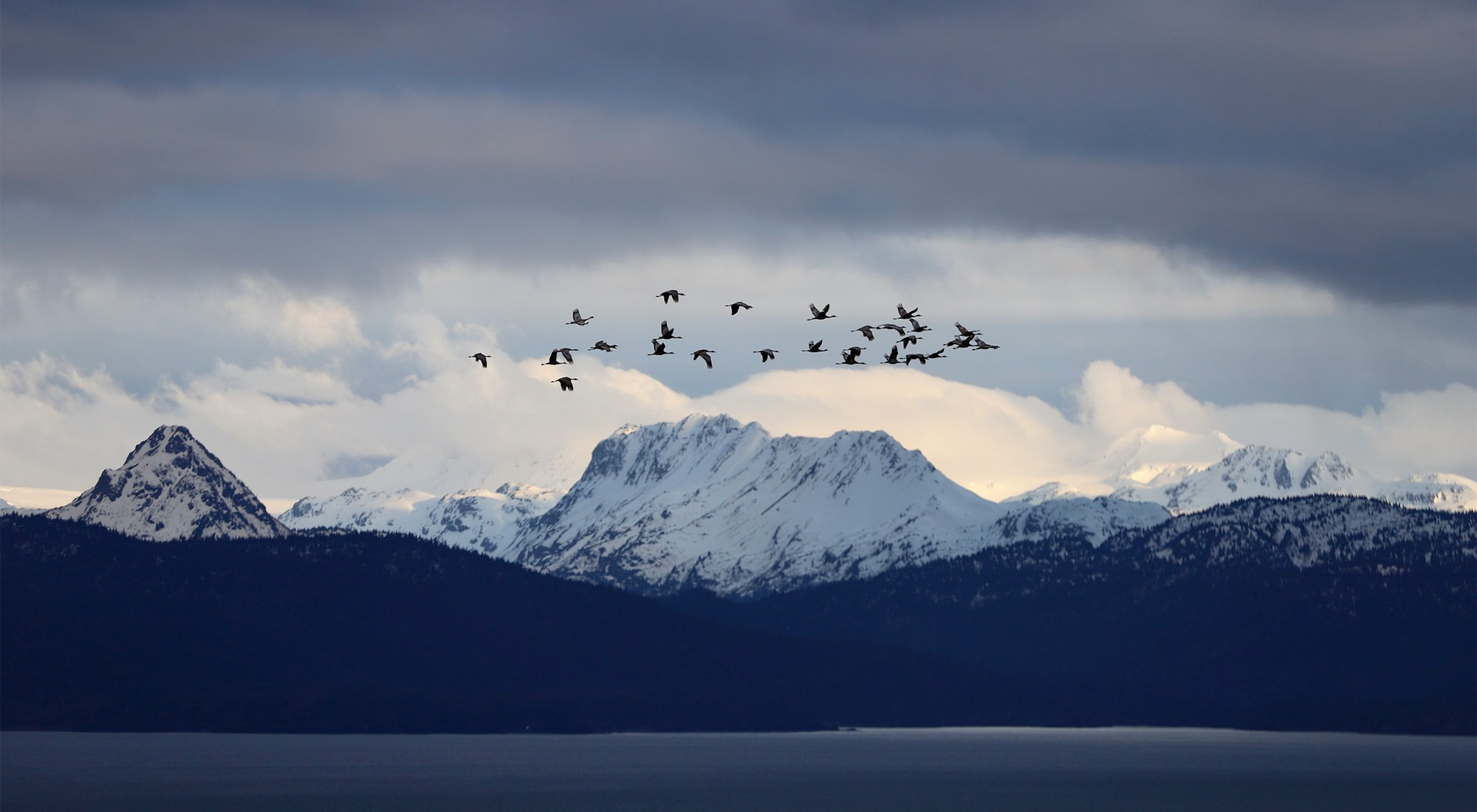 Sandhill cranes flying near Homer, Alaska.