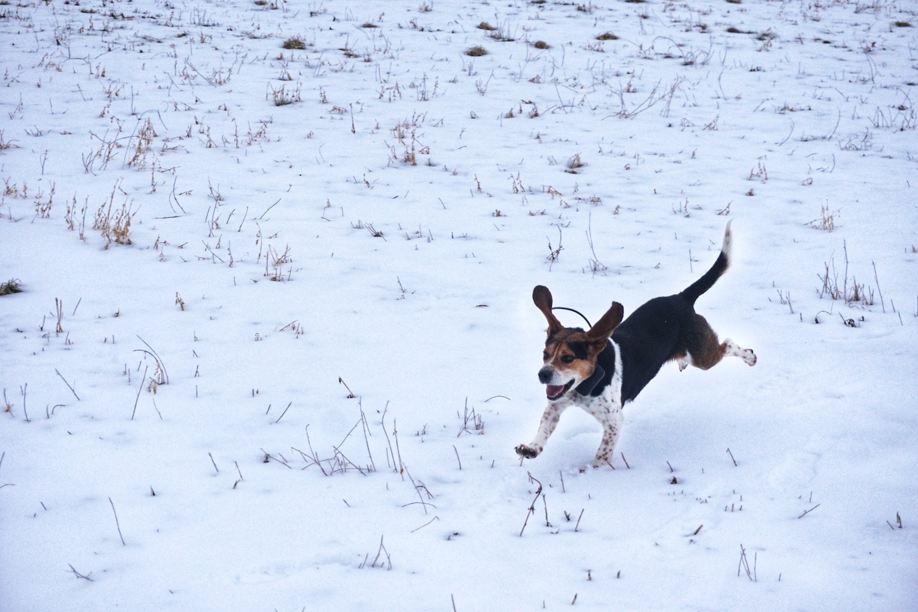 Beagles make excellent rabbit dogs.