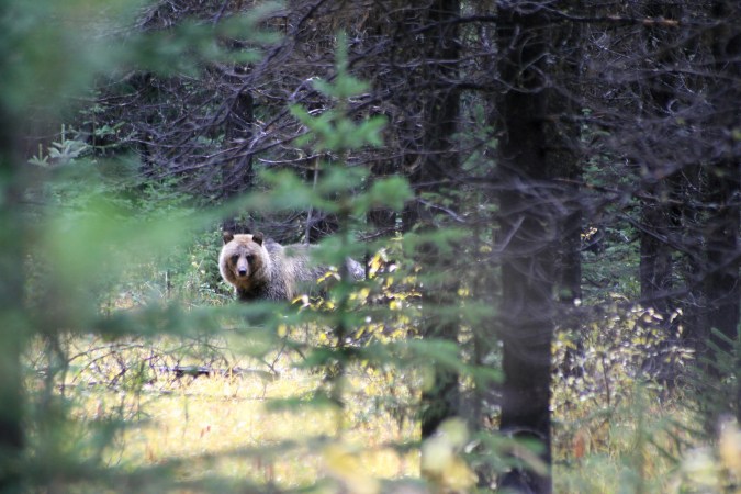 A grizzly bear in the woods near Elkford, BC.