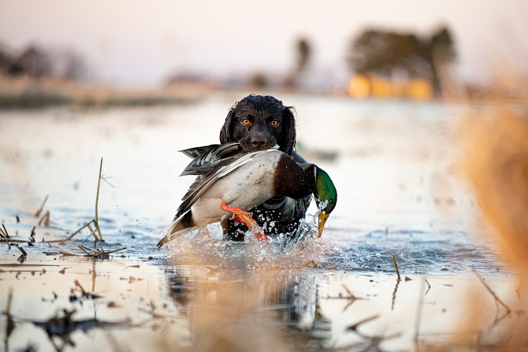 Spaniels like the Boykin make great hunting dogs.