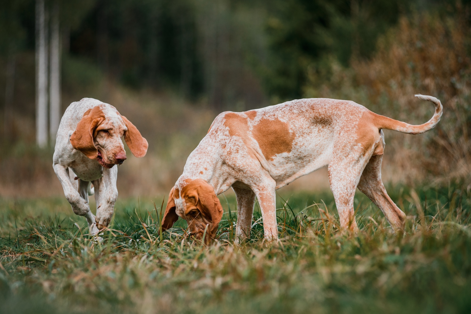 Bracco Italiano pointer hunting dogs fowling, ears fluttering in wind, summer evening shot