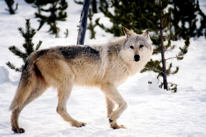 A gray wolf in the midwest.