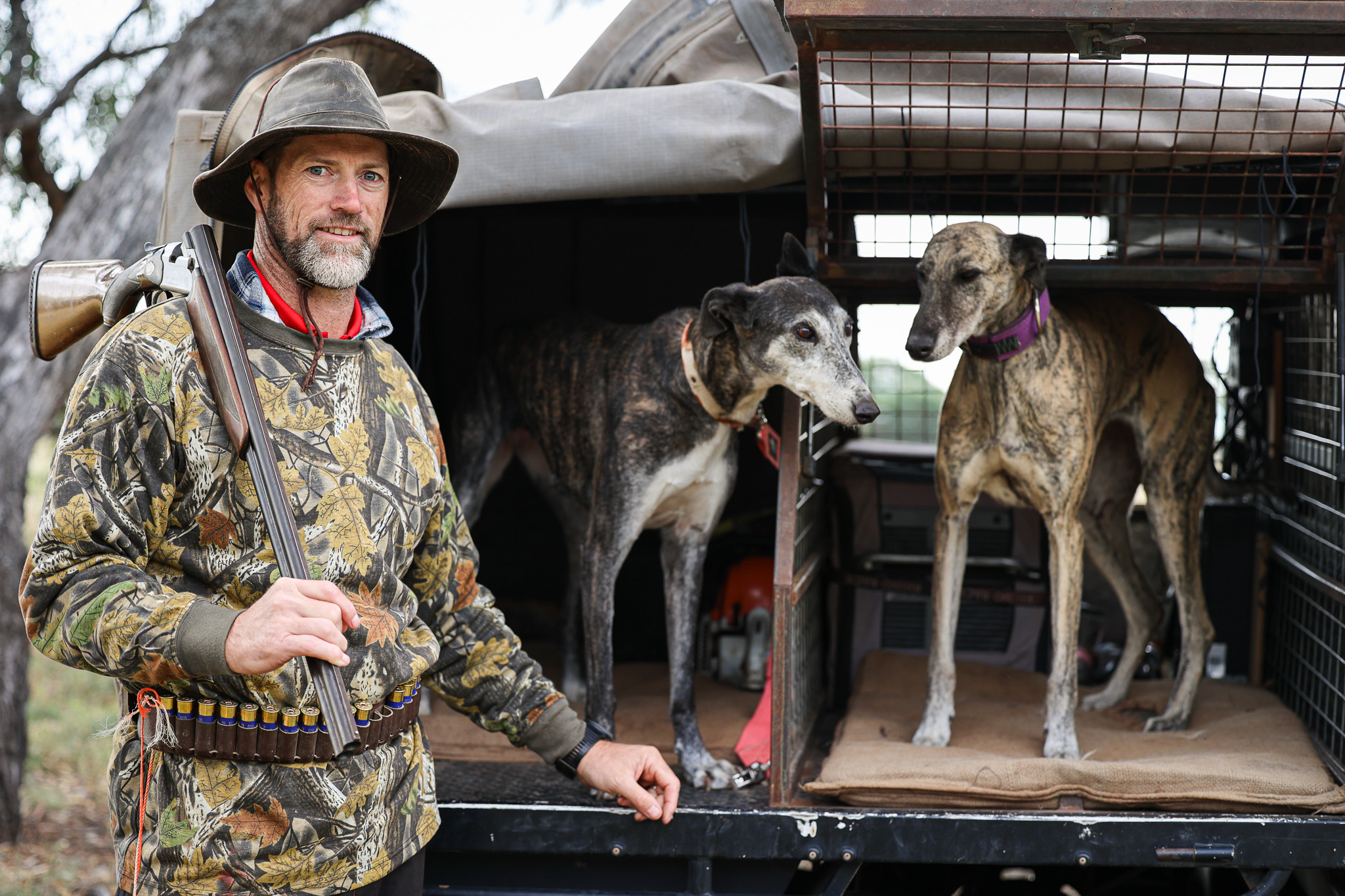 Fox hunting dogs in Australia