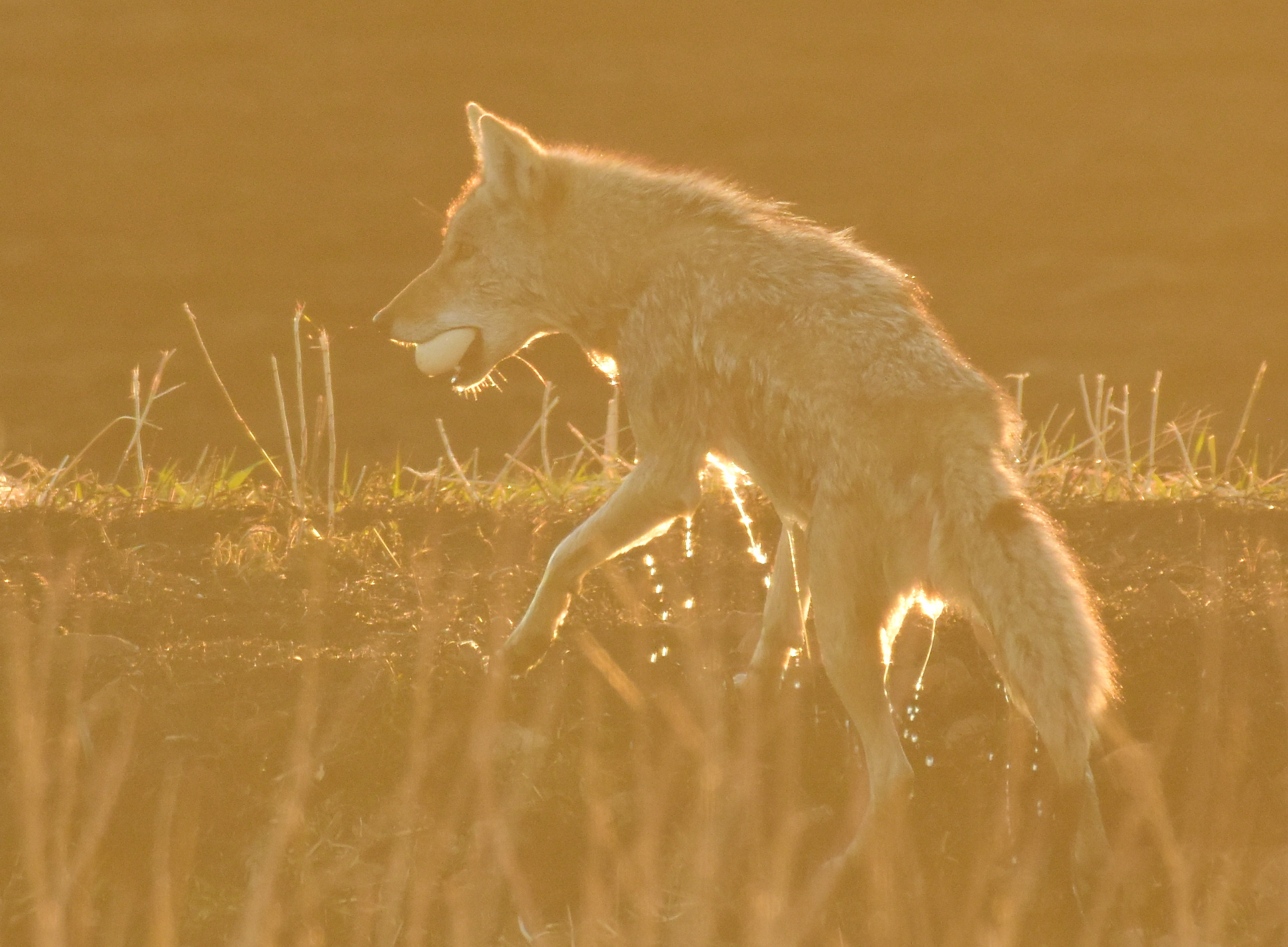 A coyote at a national wildlife refuge carries a goose egg out of the water.