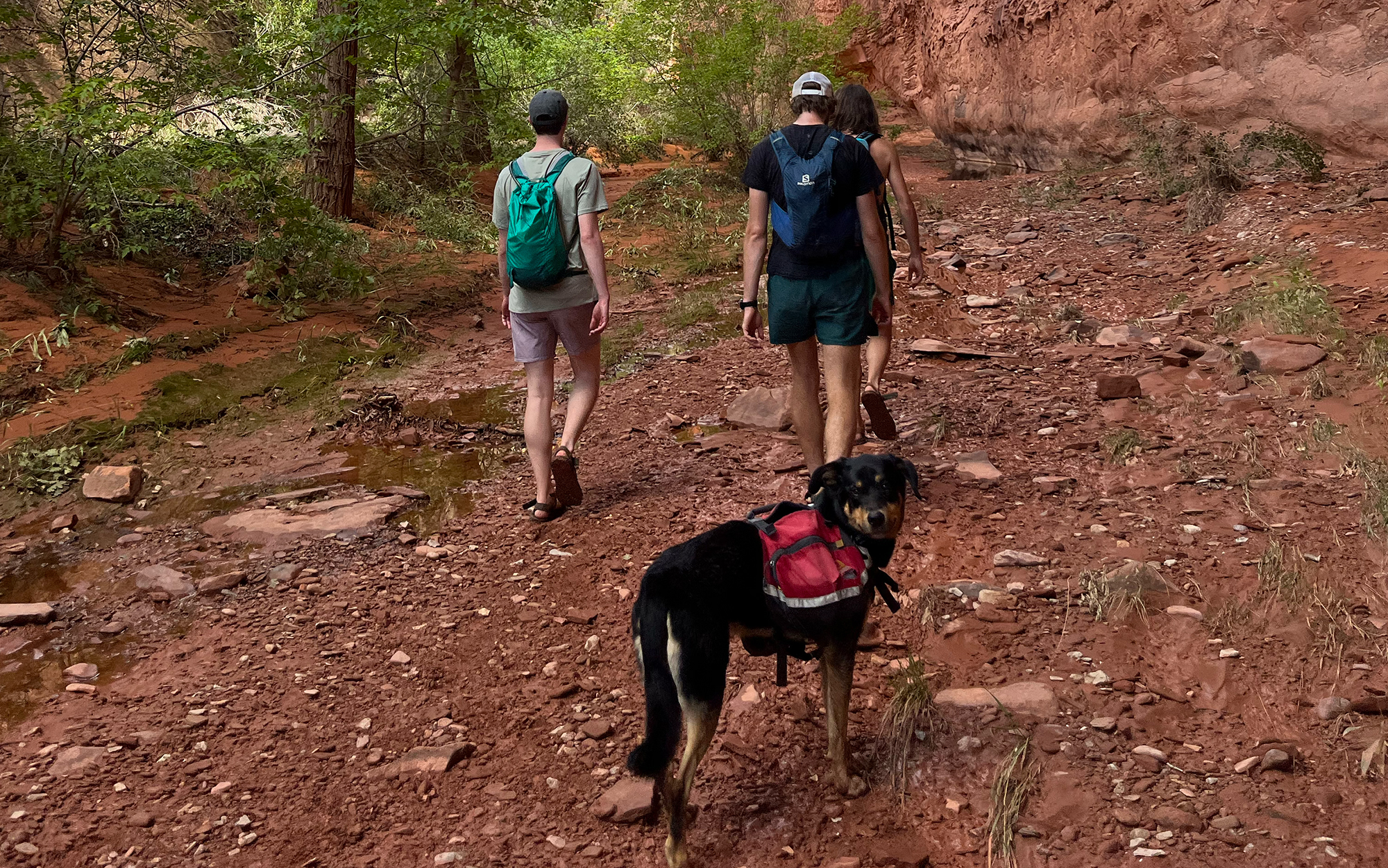 Dog wearing a backpack walks behind group of hikers.