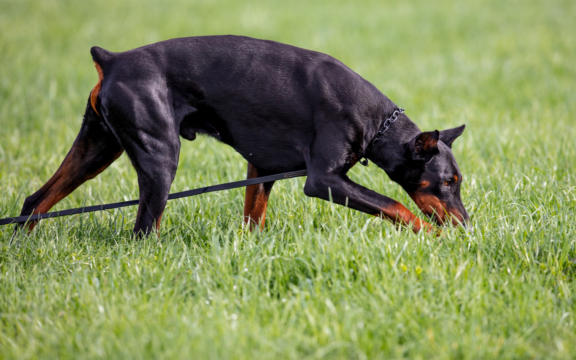 A Doberman being trained in a field.