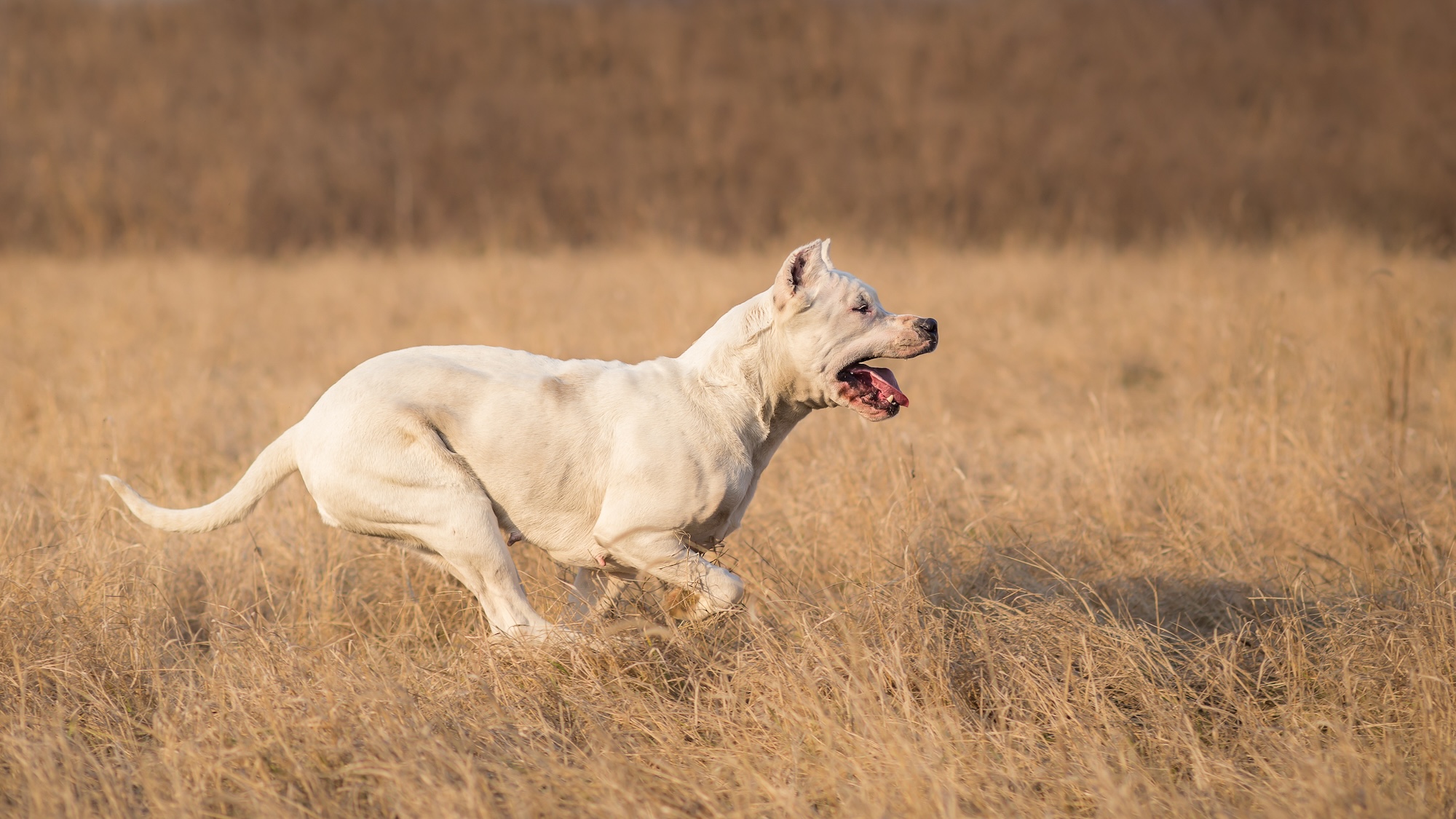 Dogo Argentino in run