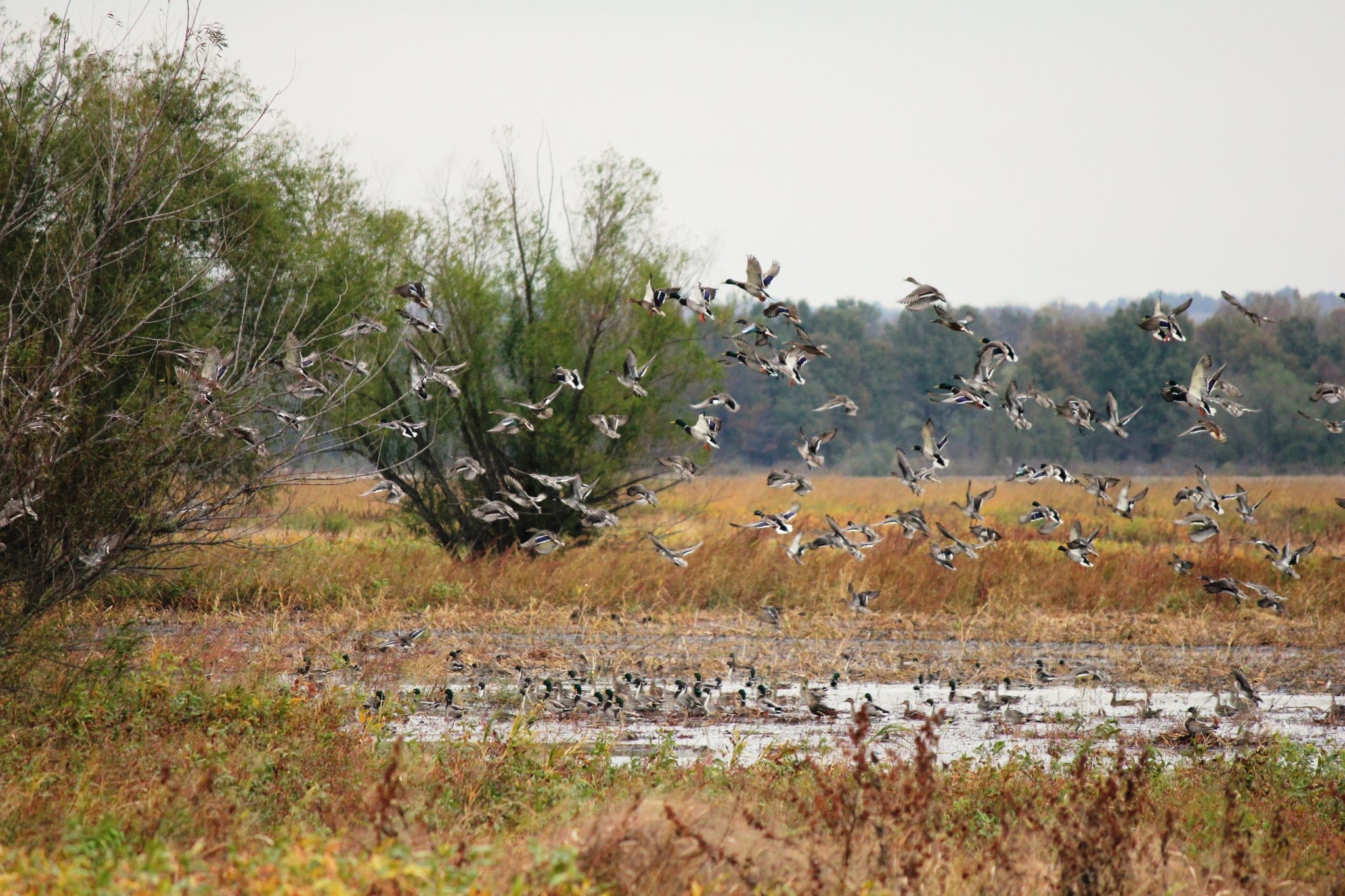Ducks take off from NWR in Missouri.