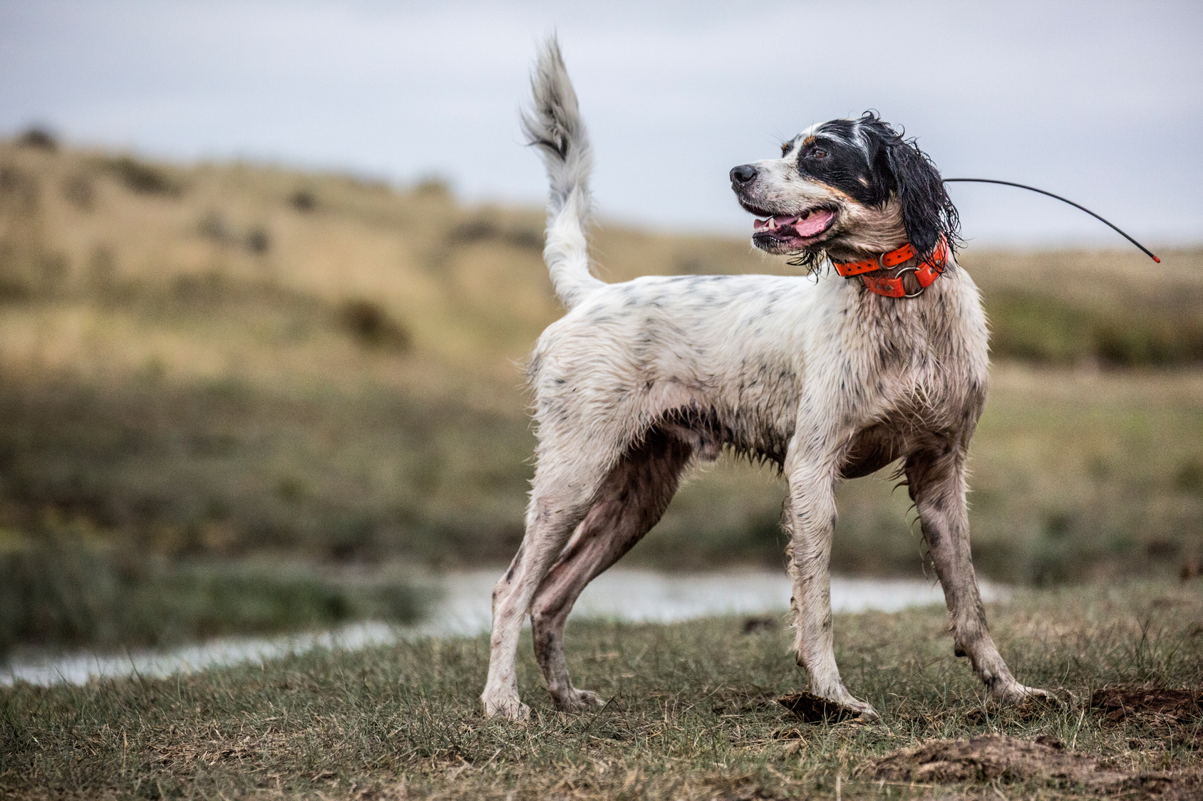 Medium orders sized hunting dog