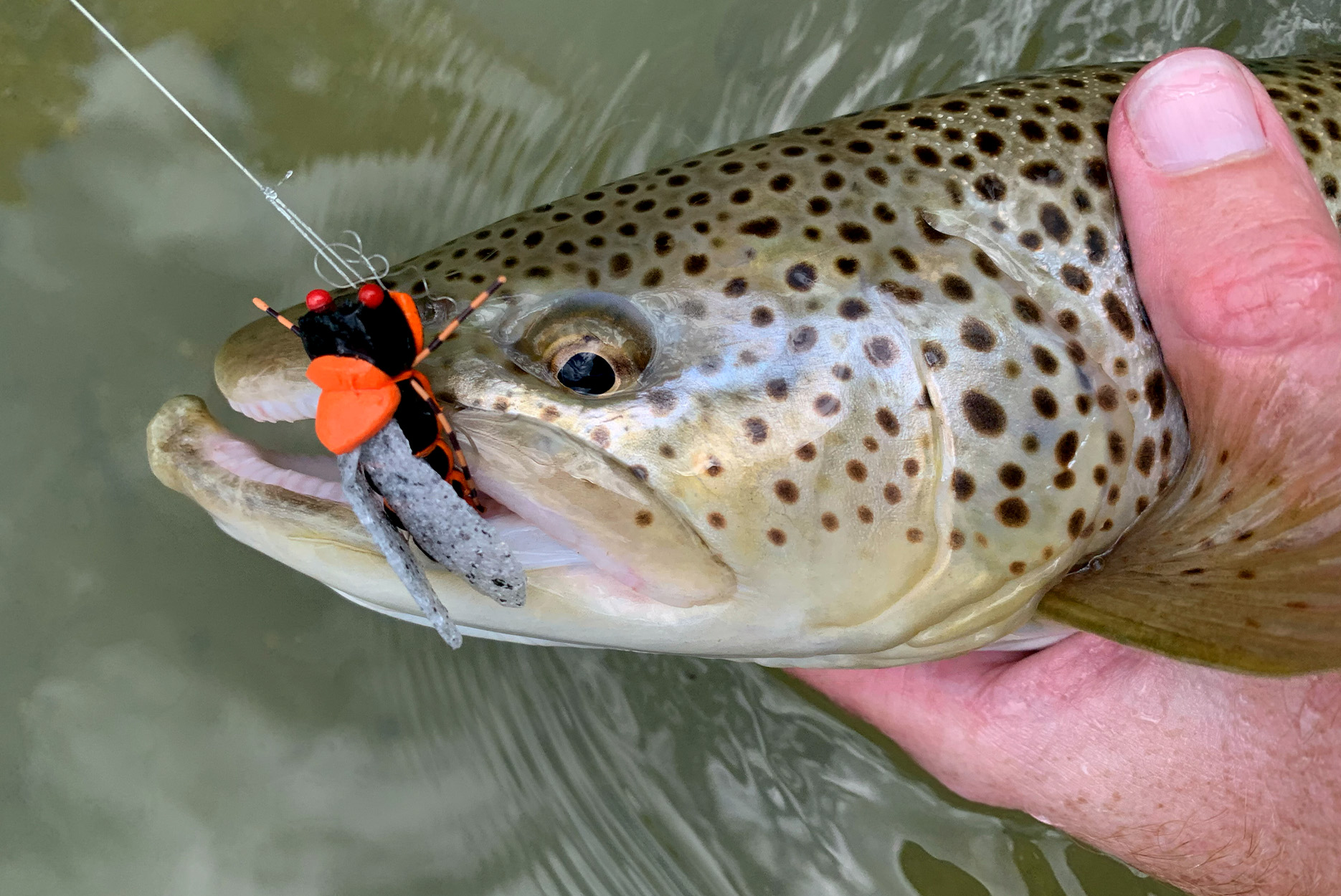 A brown trout caught on a cicada fly.