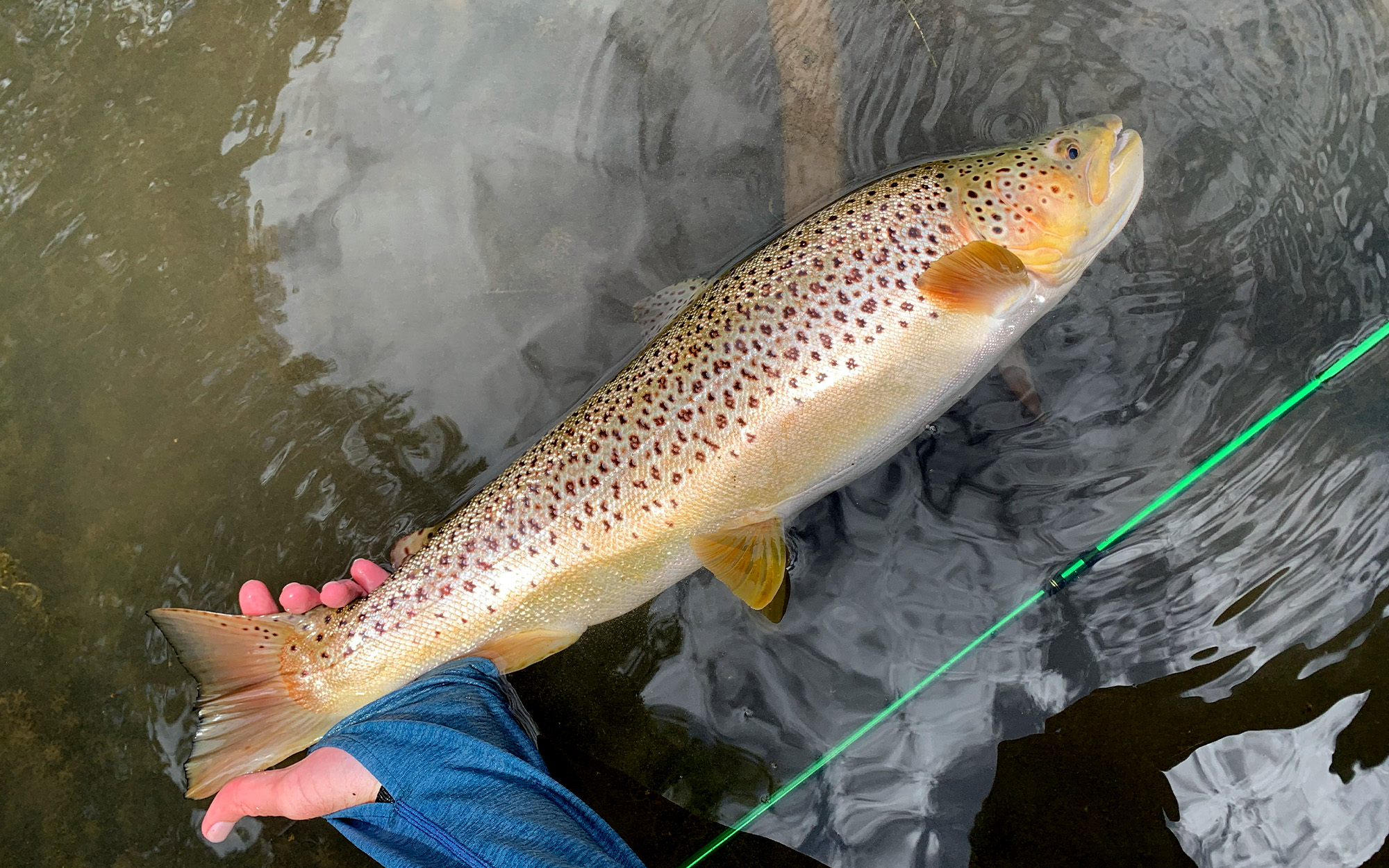 A brown trout caught in Missouri.