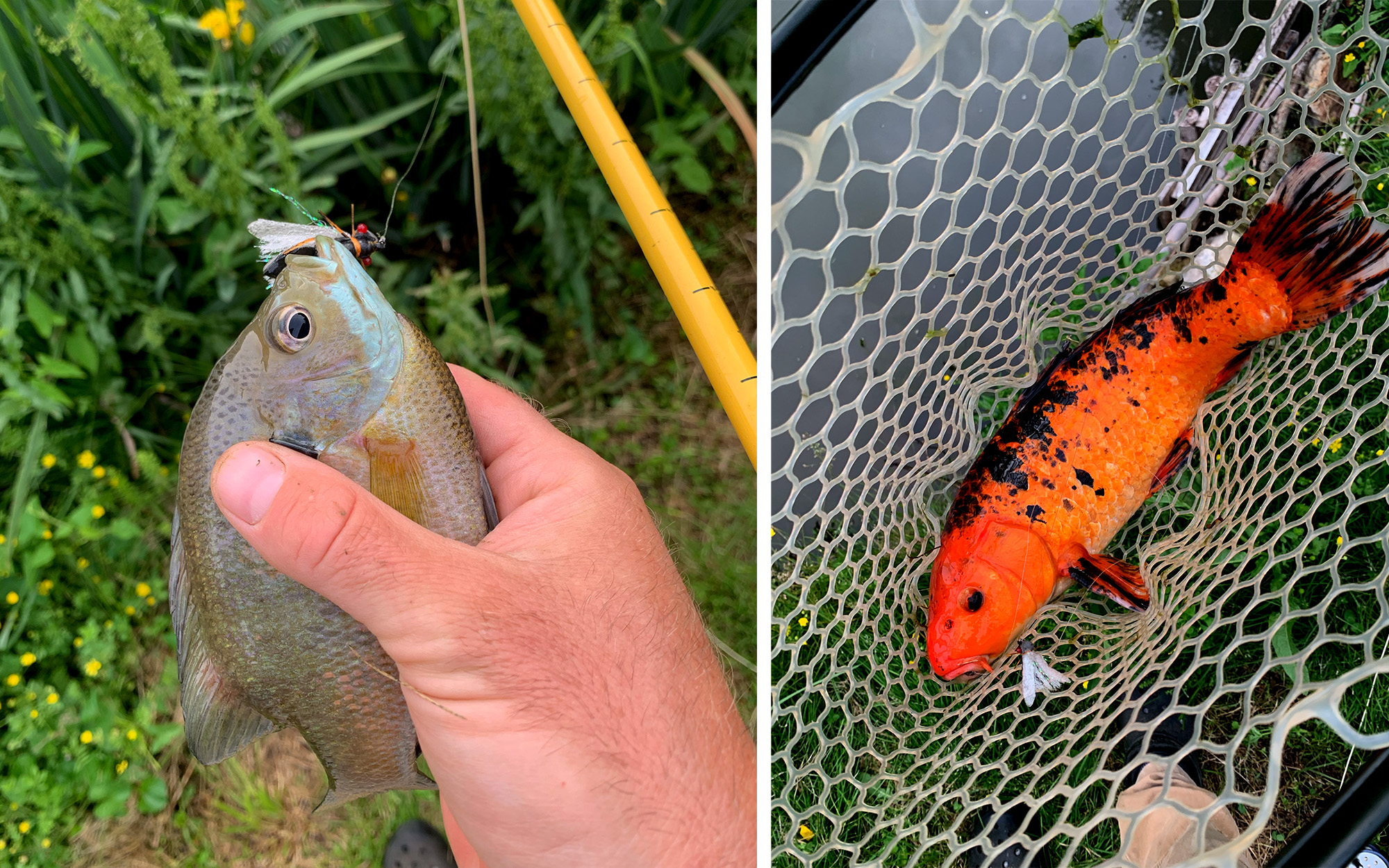 Two fish that ate cicada flies.