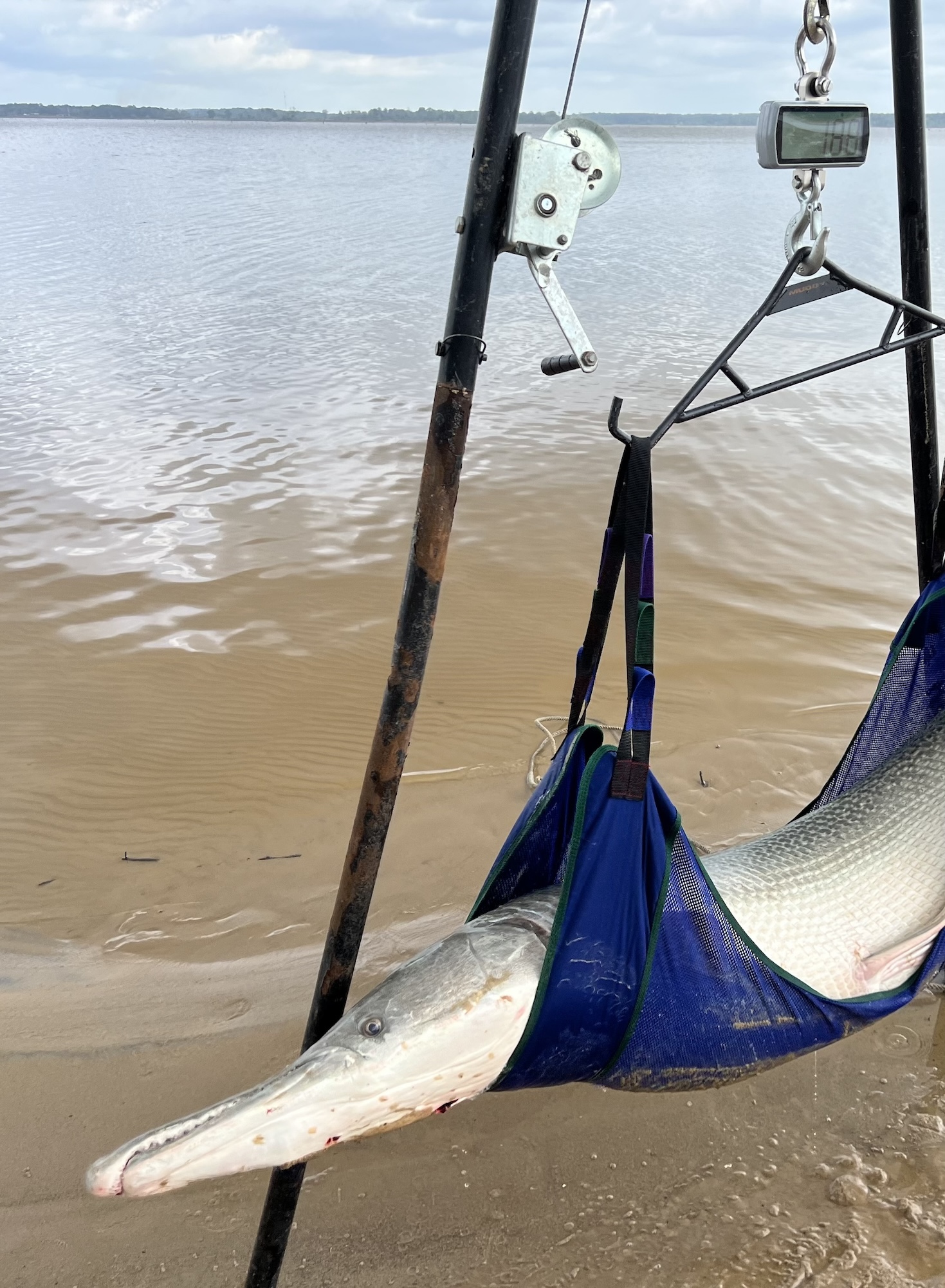 Alligator gar being weighed in special sling.