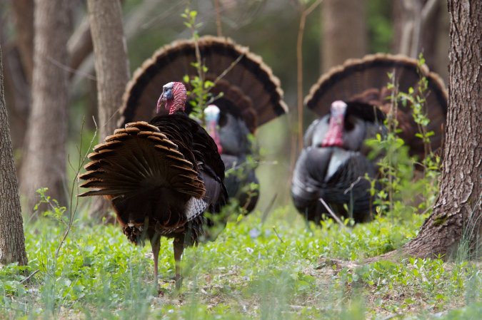 Three strutting turkeys in the woods