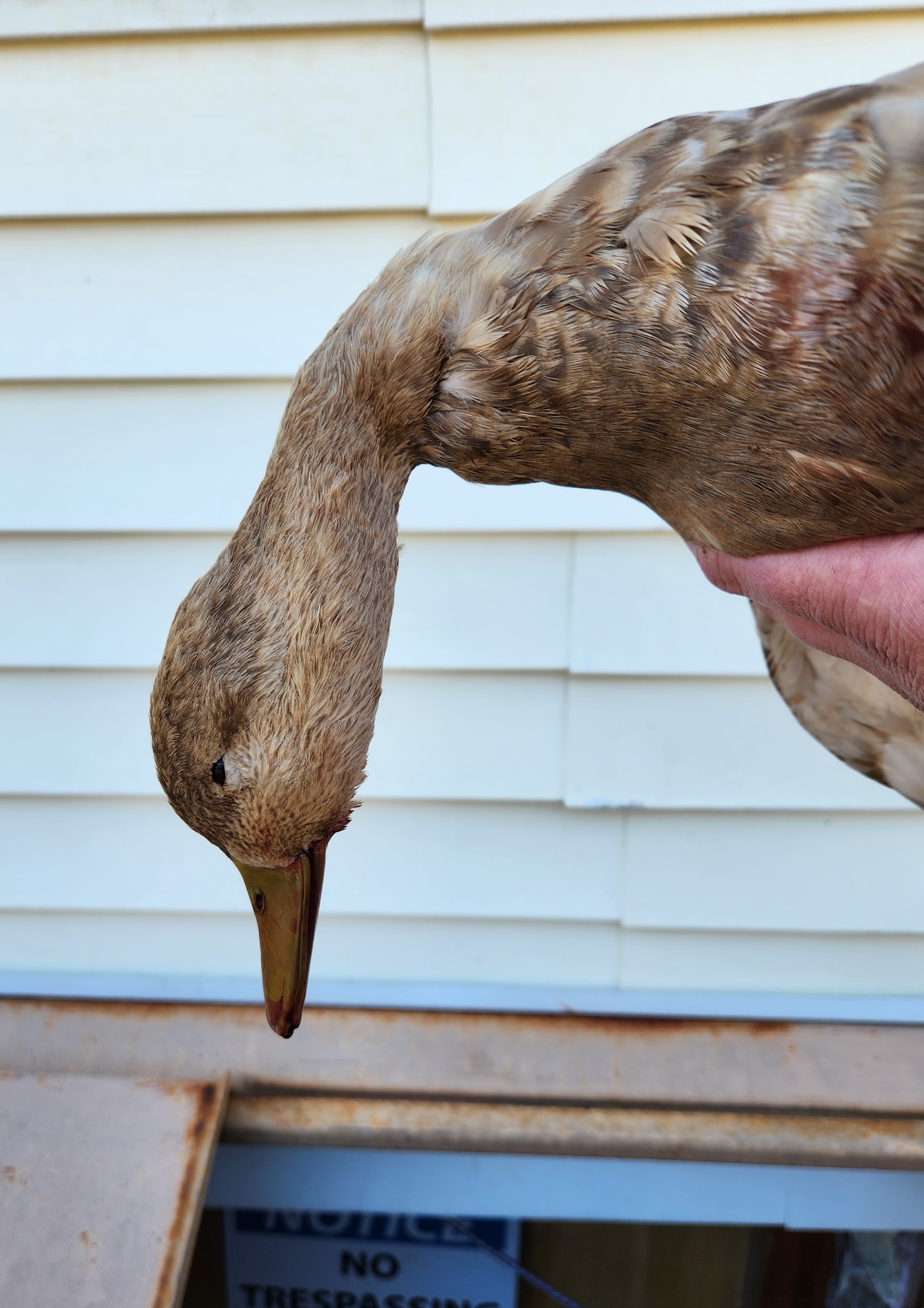 The head of a leucistic black duck.