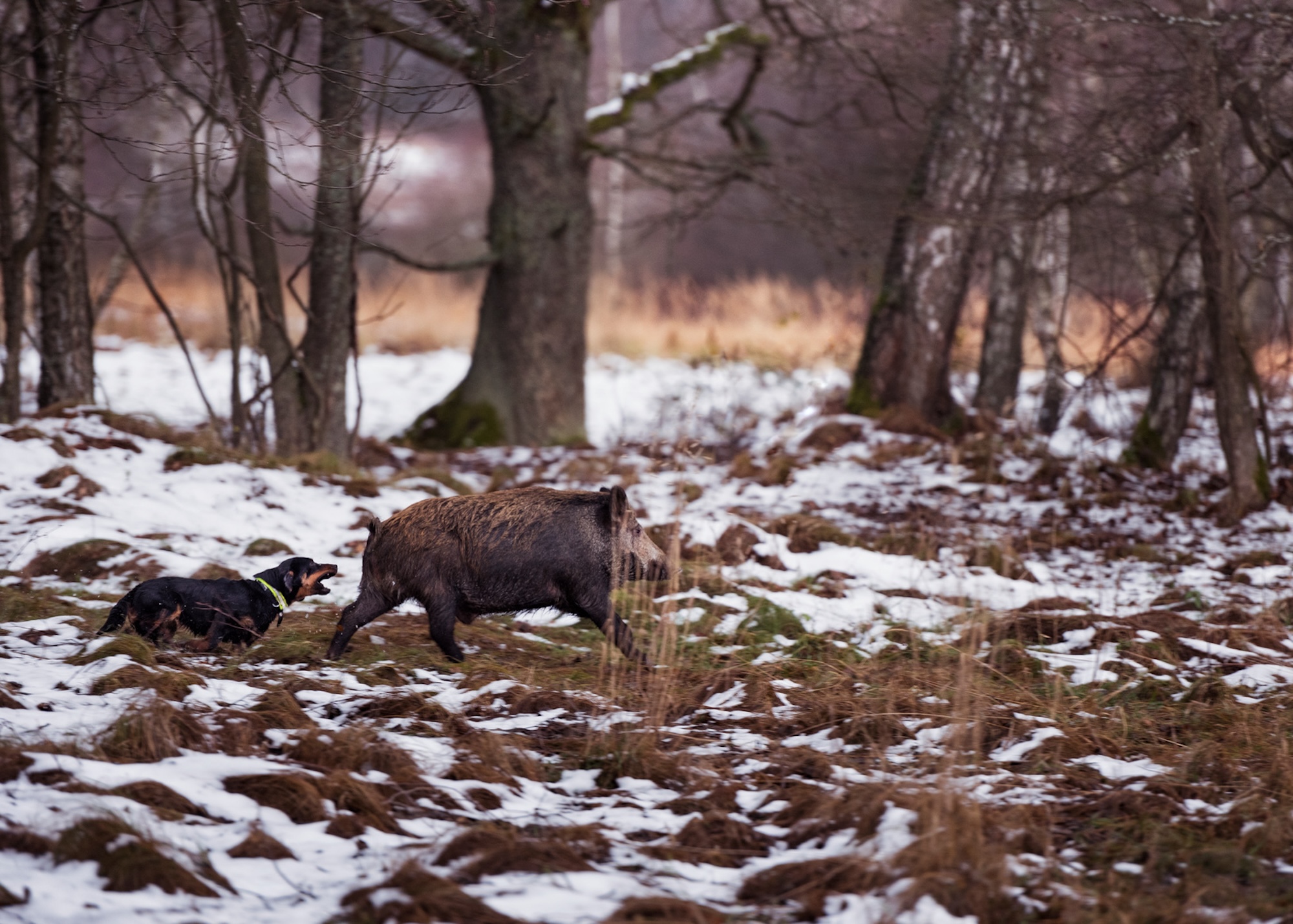 Hunting dogs for big game like boar and deer are common in euorpe.