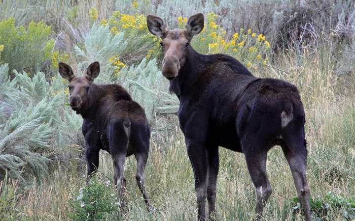 A cow moose with a calf.