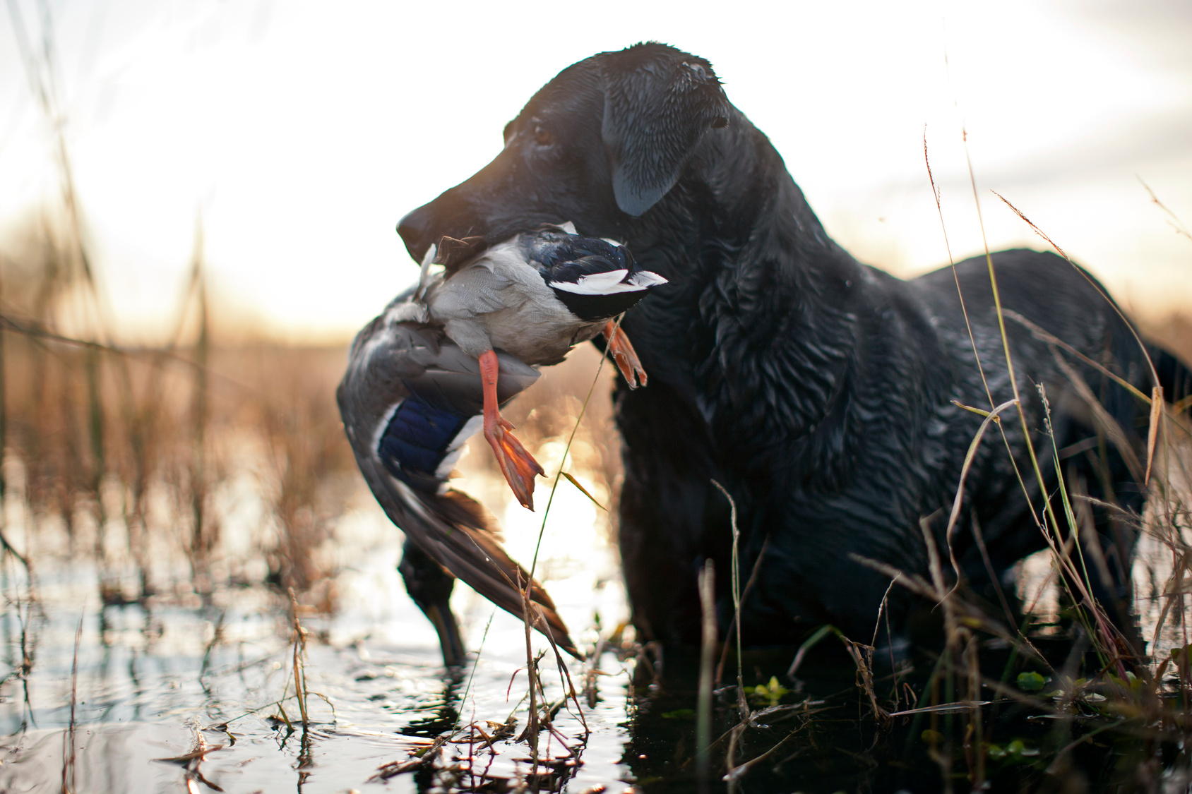 A black Lab with a greenhead.