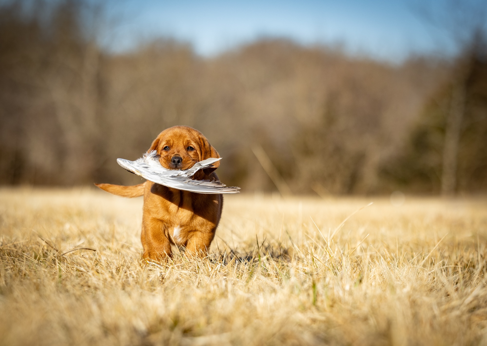 Hunting dogs are trained from a young age.