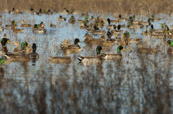 Mallards resting on an NWR