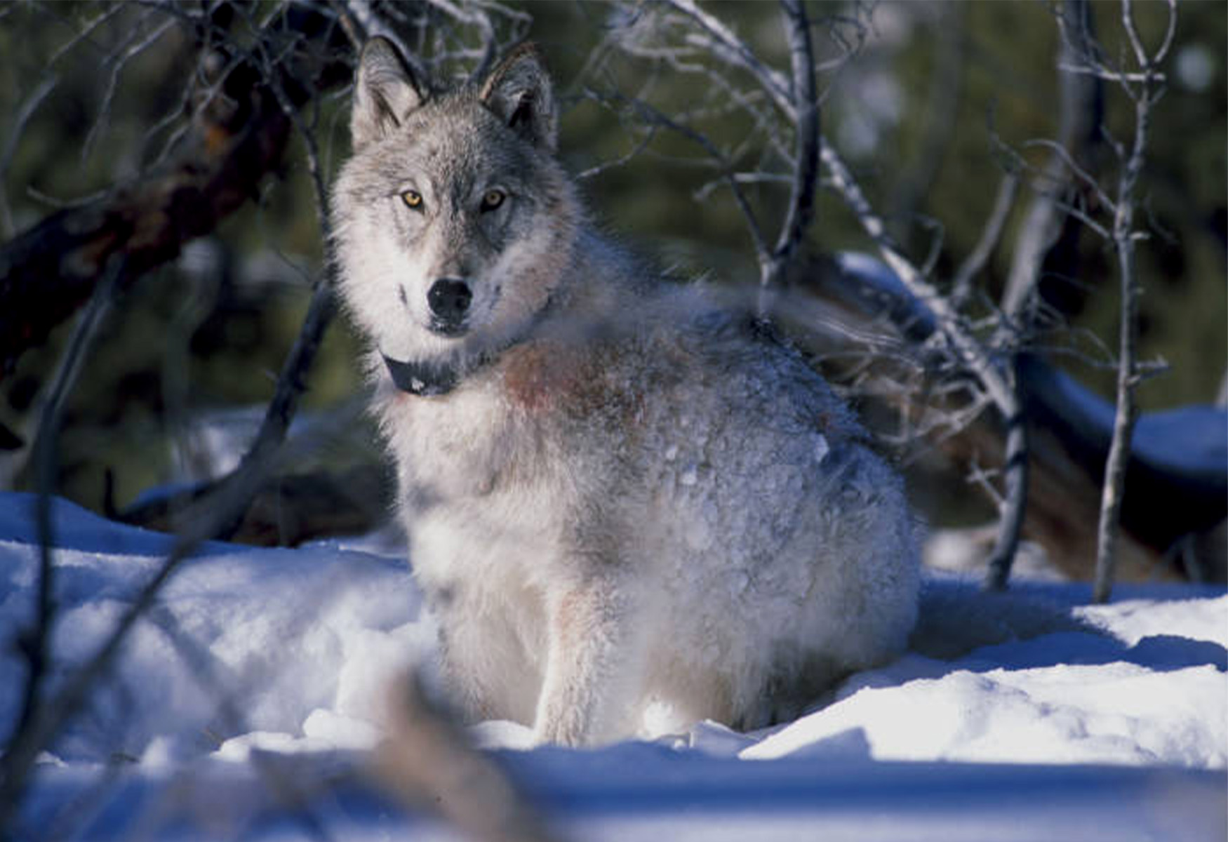 A collared wolf in a snowy forest.