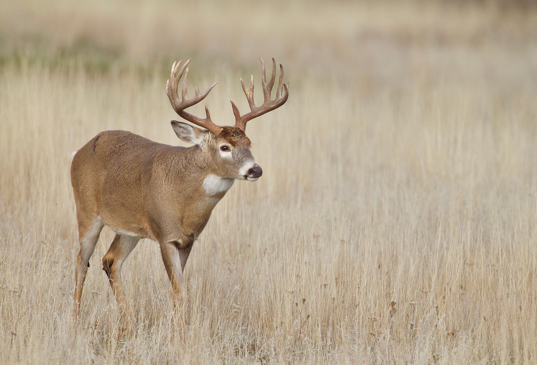 Oklahoma Plans to Combat CWD by Releasing Captive-Bred Deer into the ...