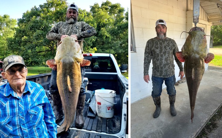 An Oklahoma angler with giant flathead catfish.