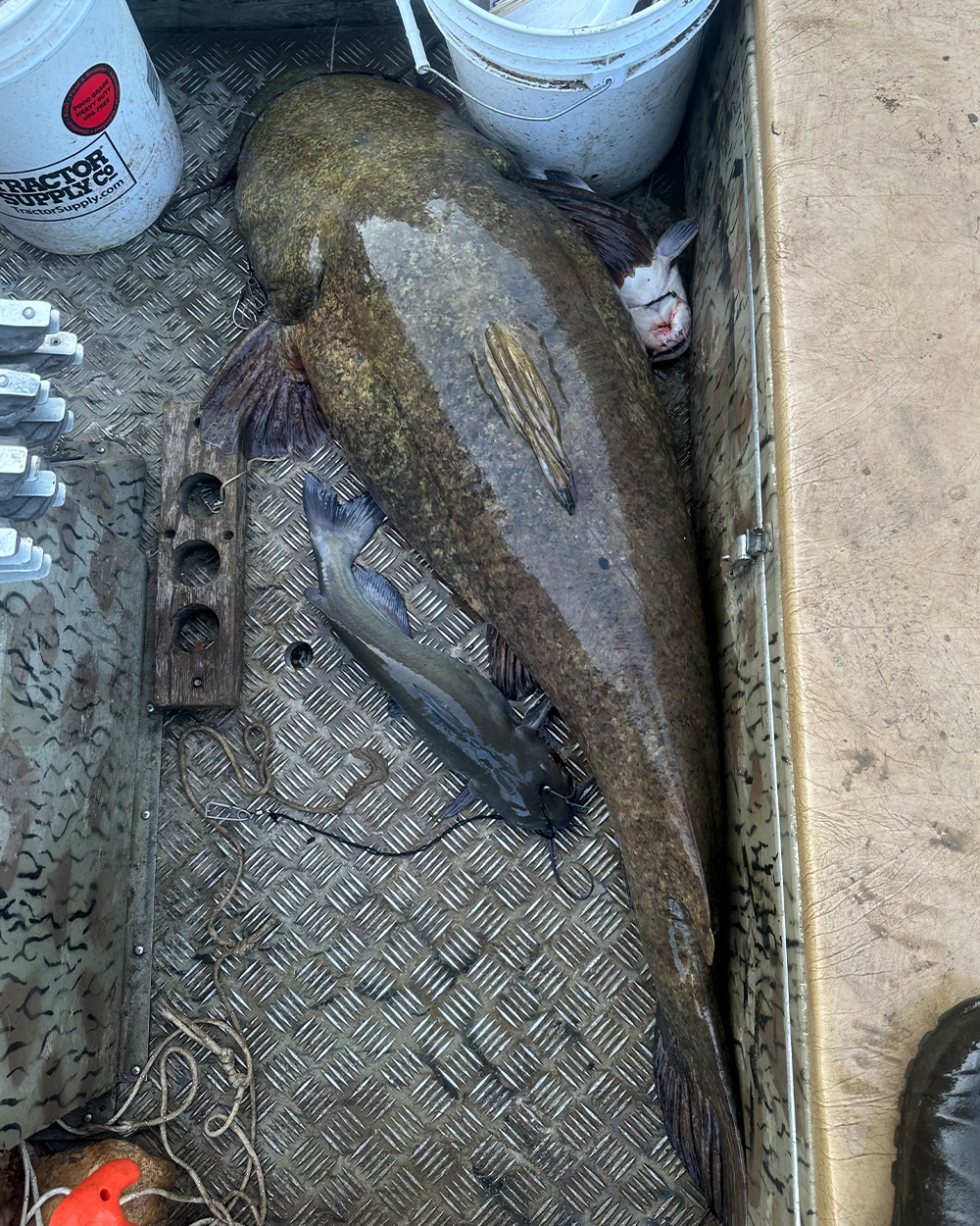 A big flathead catfish in the bottom of a boat.