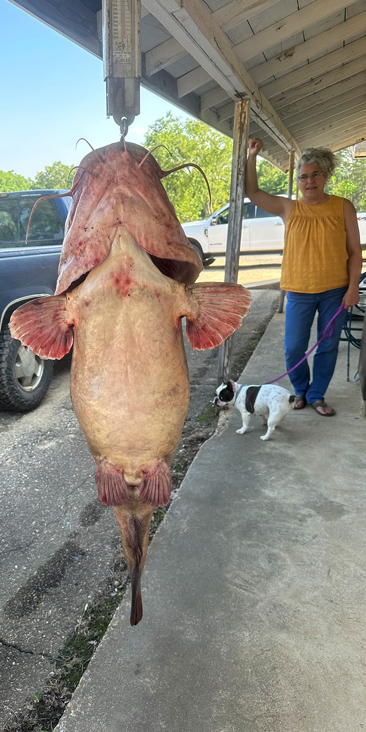 A giant flathead catfish hanging on a scale.