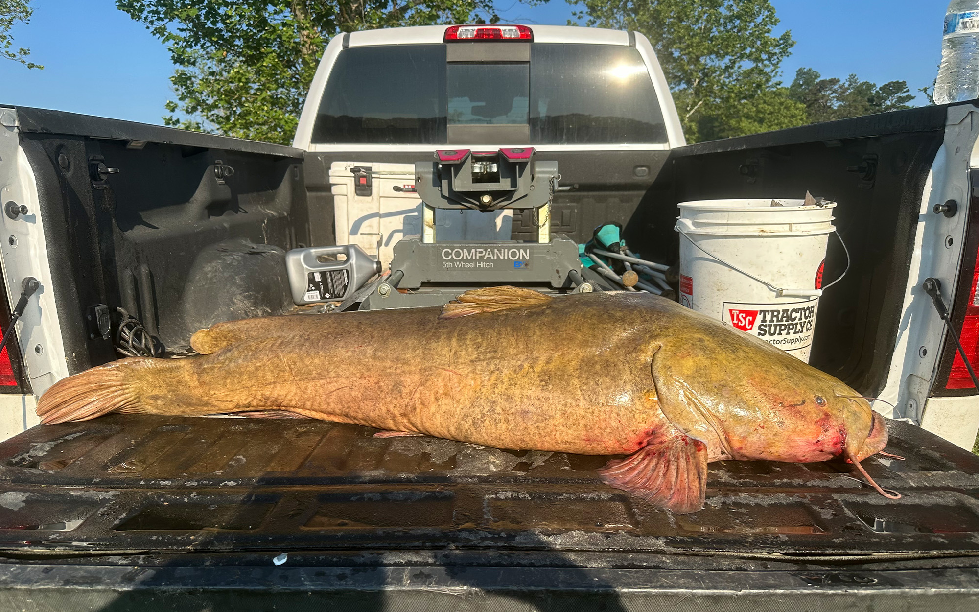 A massive flathead catfish in a truck bed.