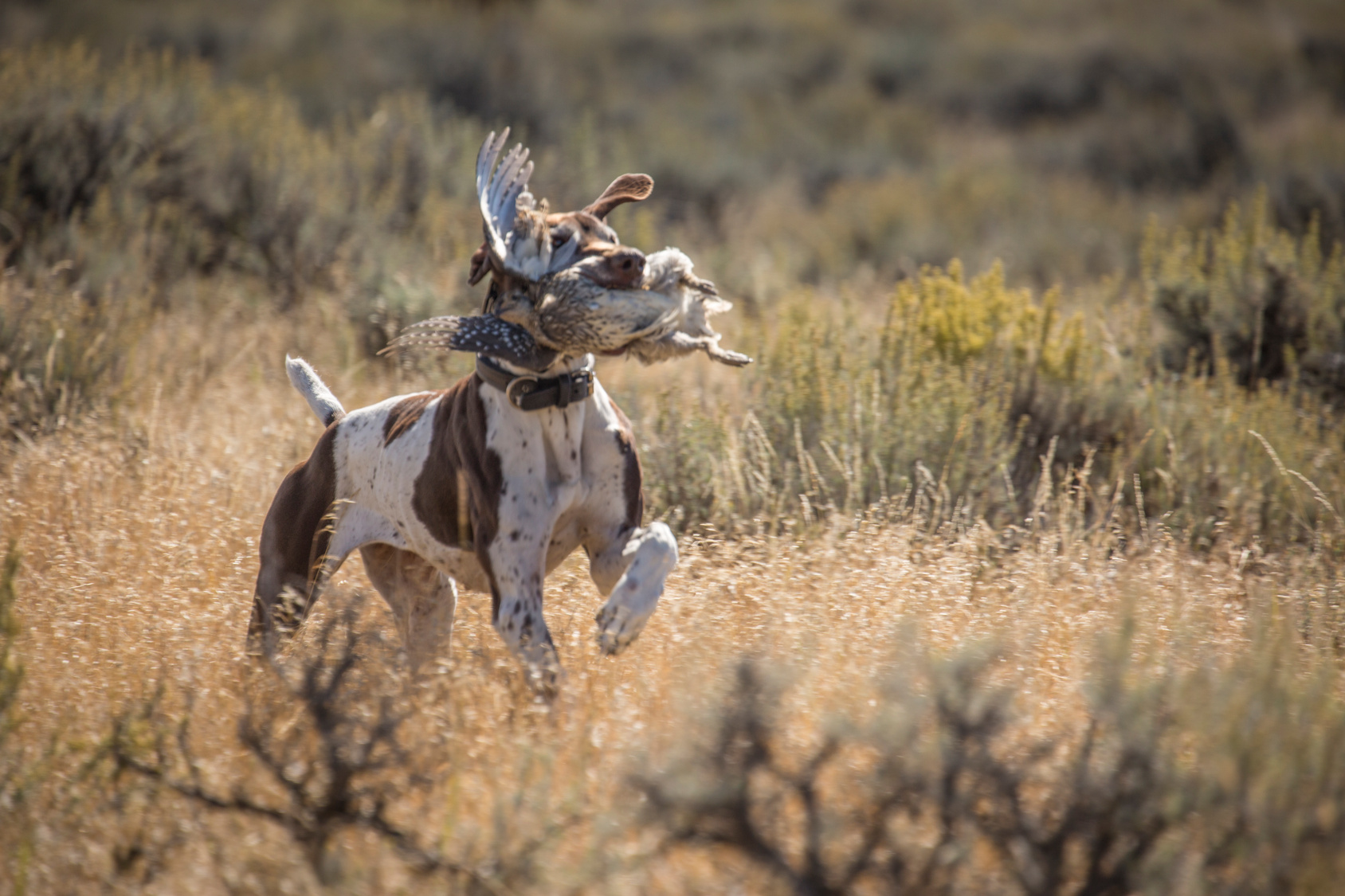 pointing dogs can retrieve birds.