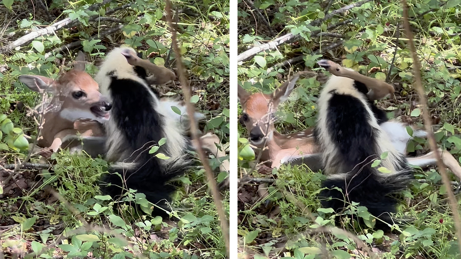 A skunk attempts to eat a live fawn that's bedded in cover and bleating in distress.