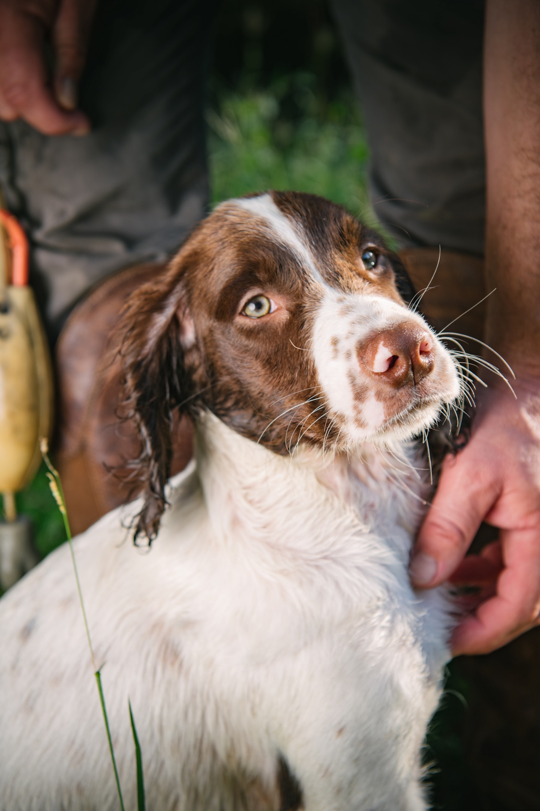 An english spaniel pup.