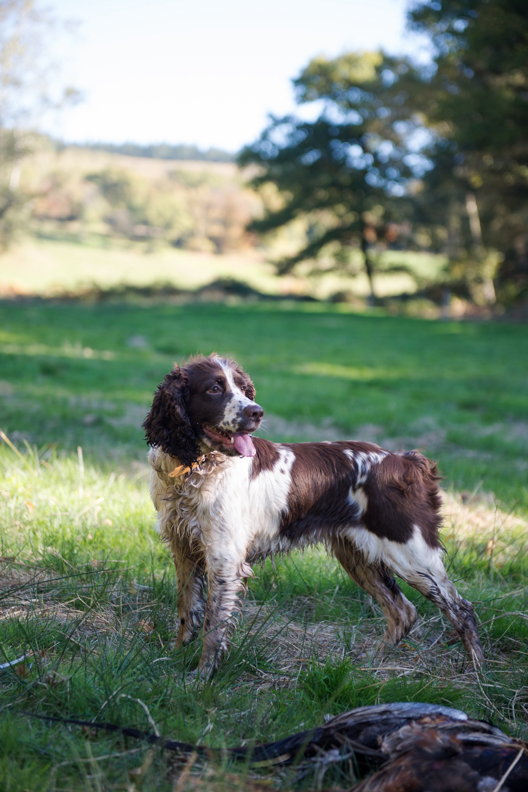 Springer spaniels make excellent flushing and retrieving dog.s