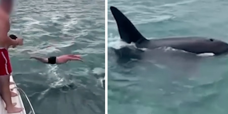 A man jumps off a boat and tries to body slam an orca.