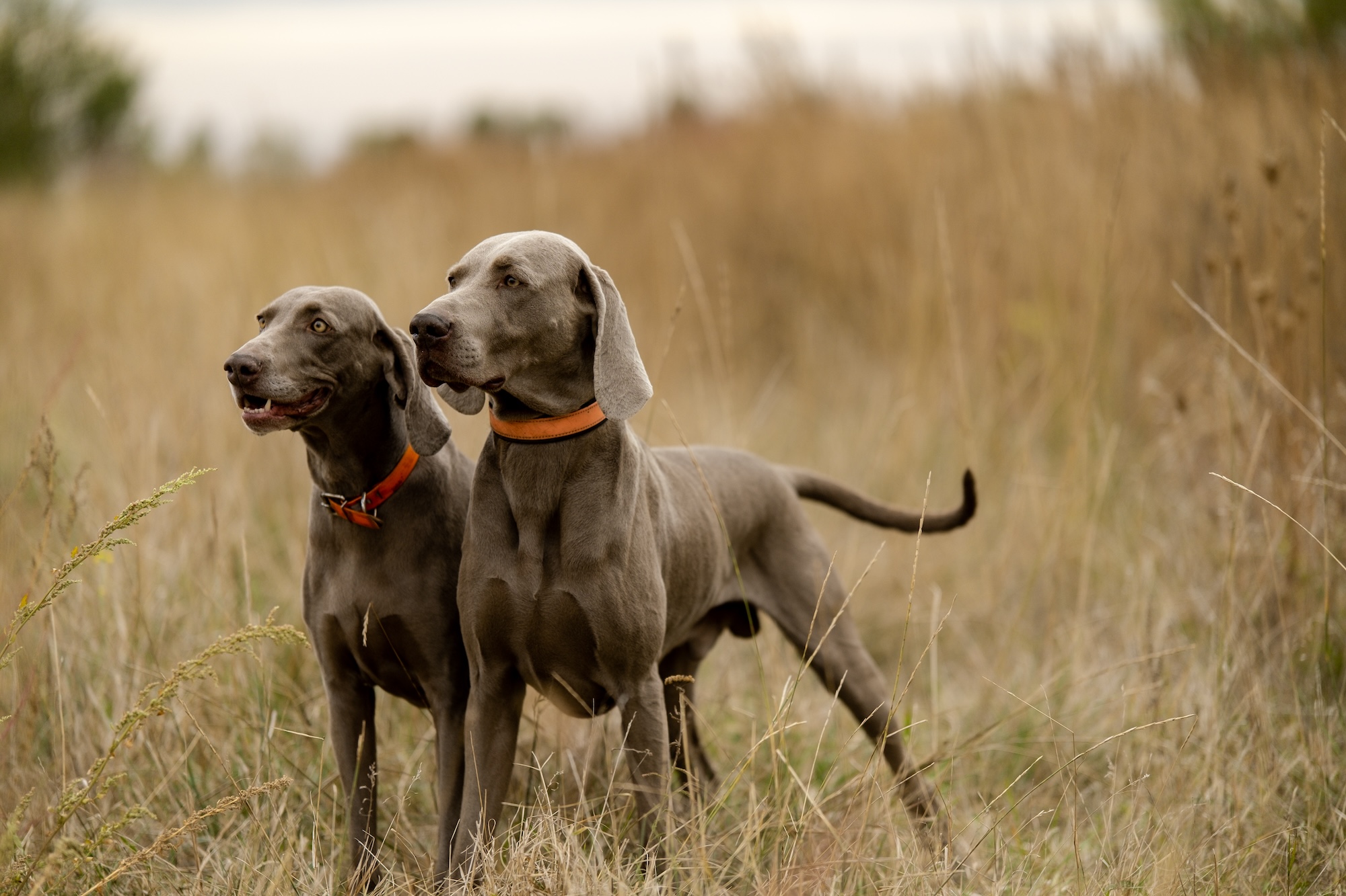 Weimar pointing dogs on the hunt.