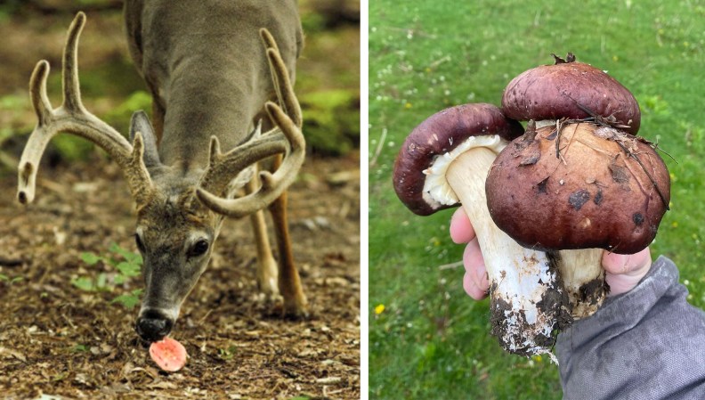 A deer eating a poisonous mushroom, a hand holding wine cap mushrooms.