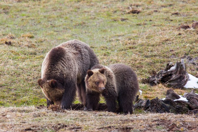 A grizzly sow and yearling male.