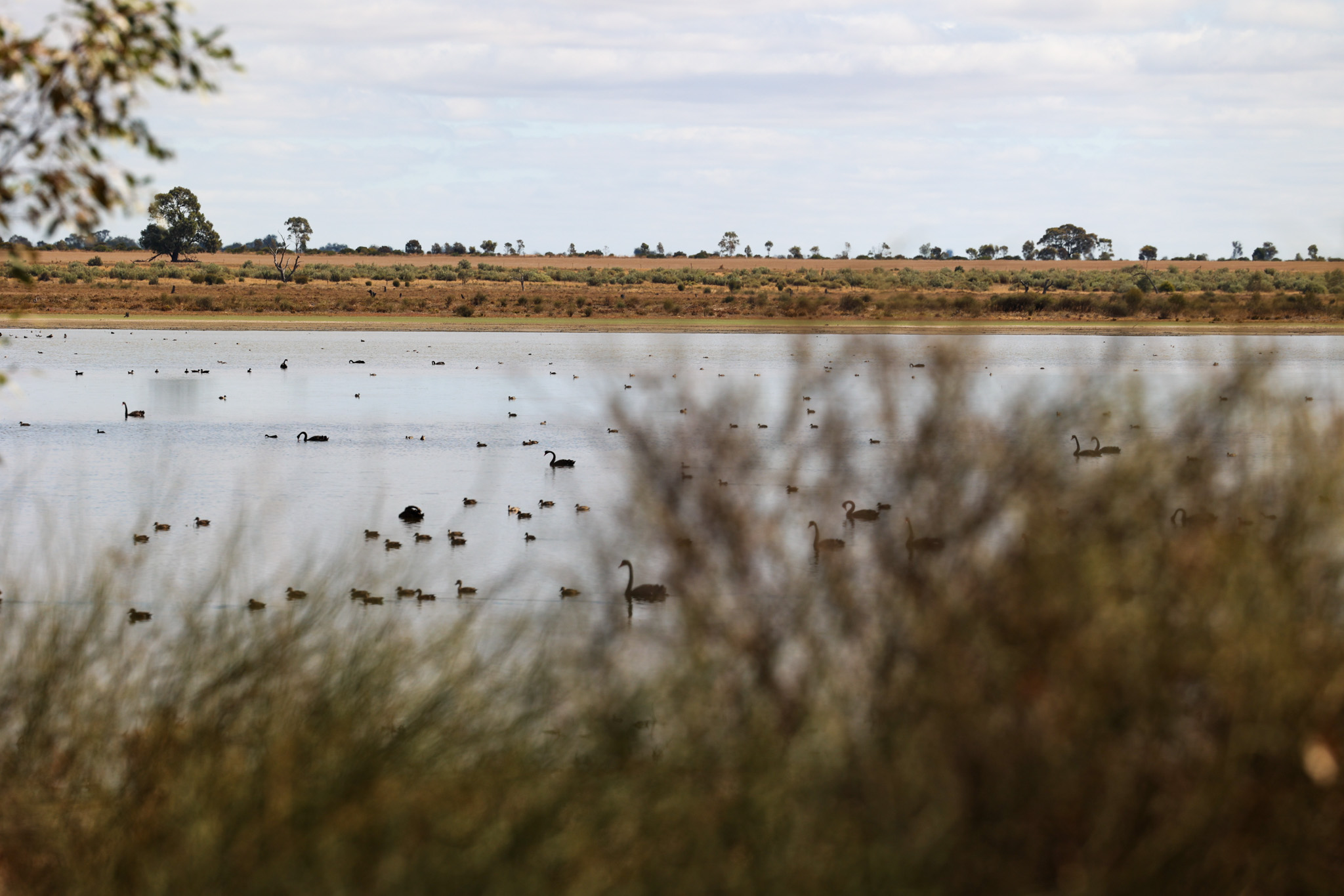 Ducks on the wetland.